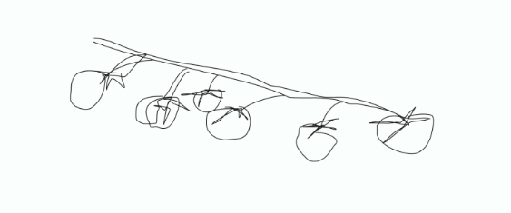 a pen and ink drawing of tomatoes on a vine